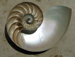 spiral