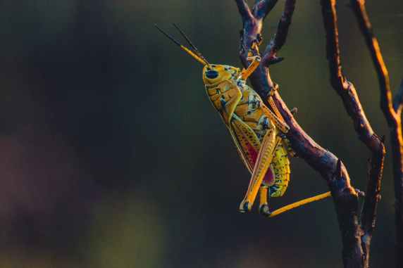 close up photo of grasshopper